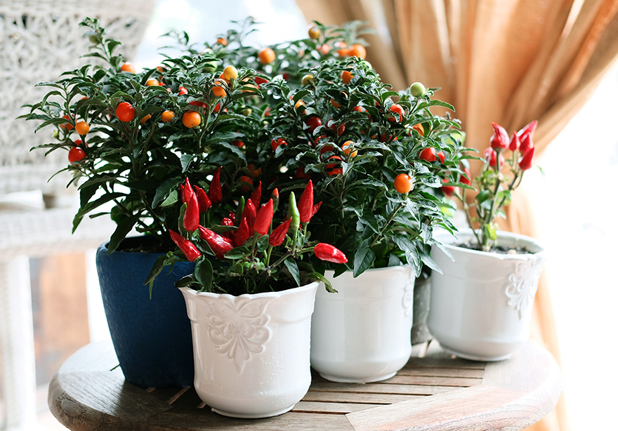 Tomato and pepper plants in white pots growing indoors