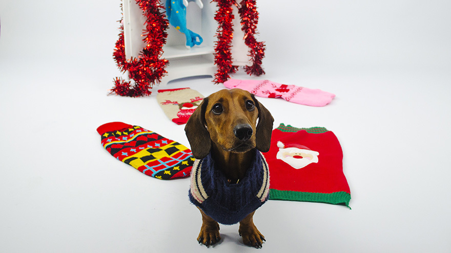 Small dog in a Christmas outfit