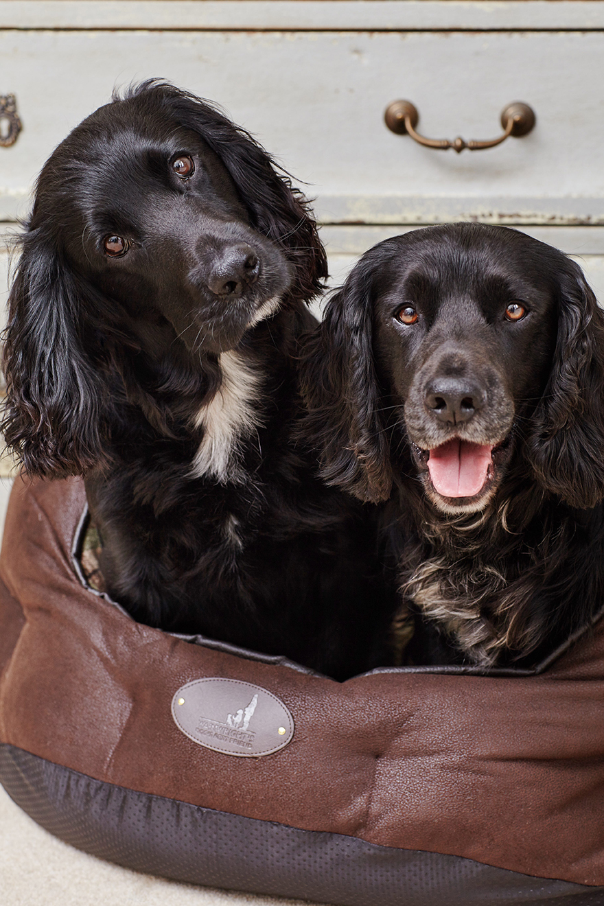 2 chocolate coloured dogs