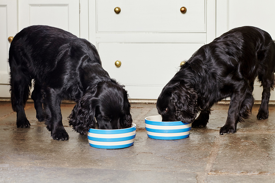 2 chocolate coloured dogs eating out of stripey bowls