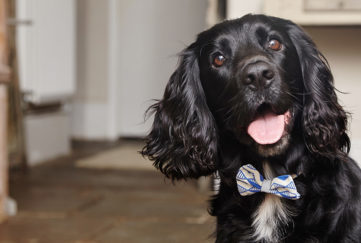 Dark dog with bow tie
