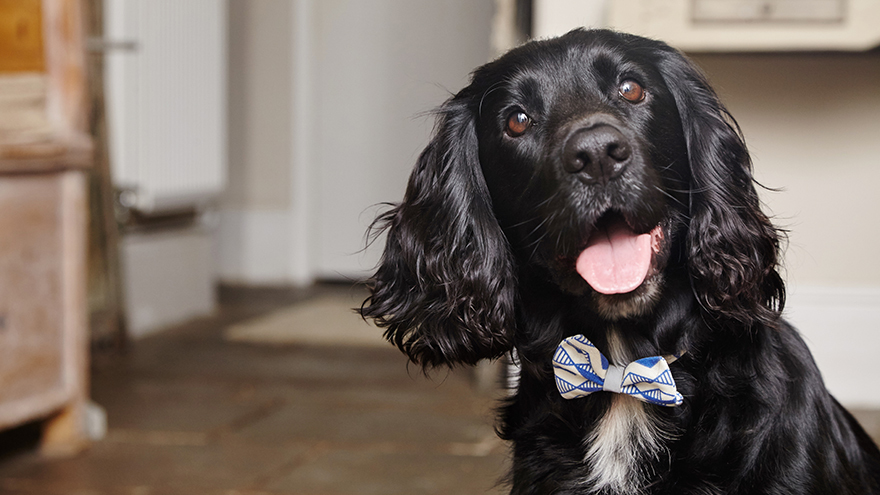 Dark dog with bow tie