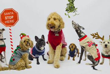 A group of dogs wearing Christmas jumpers