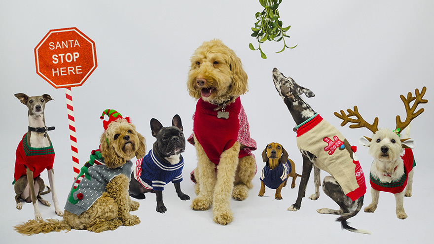 A group of dogs wearing Christmas jumpers