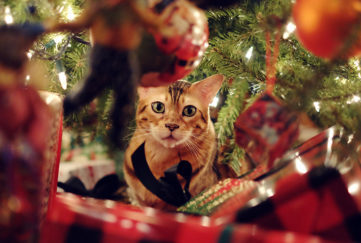 Cute Bengal Cat playing under the Christmas tree