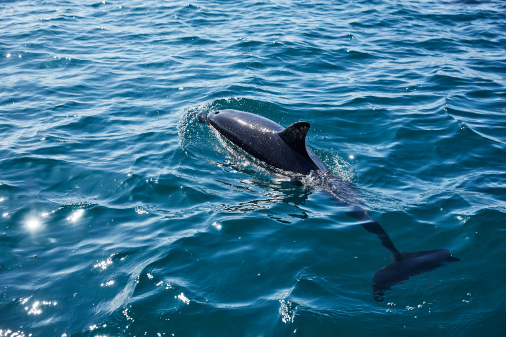 Dolphin watching in Wales