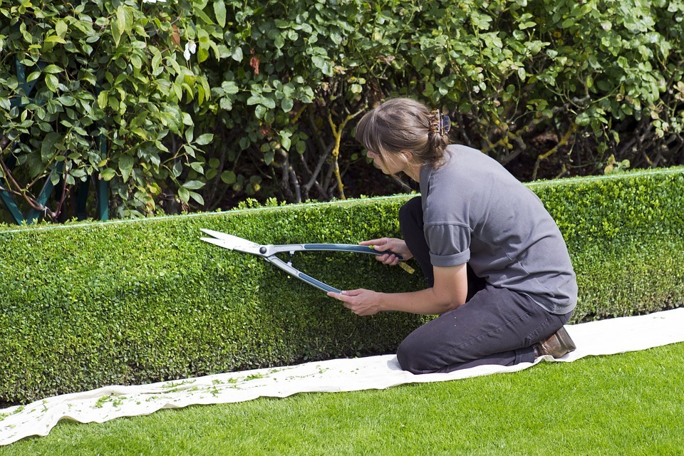 Gardener Box Hedge Topiary Trimming Shears