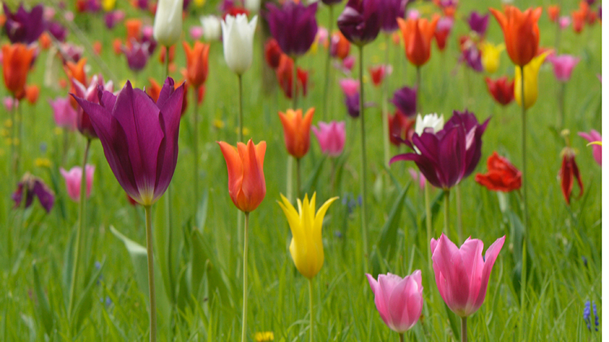 Tulips in long grass