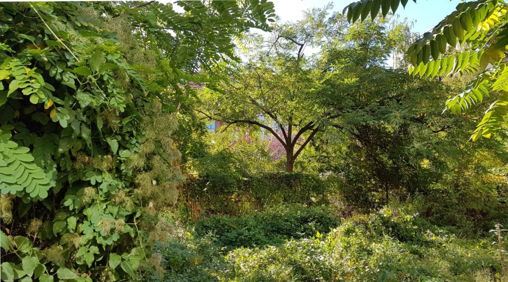 Wild, overgrown garden