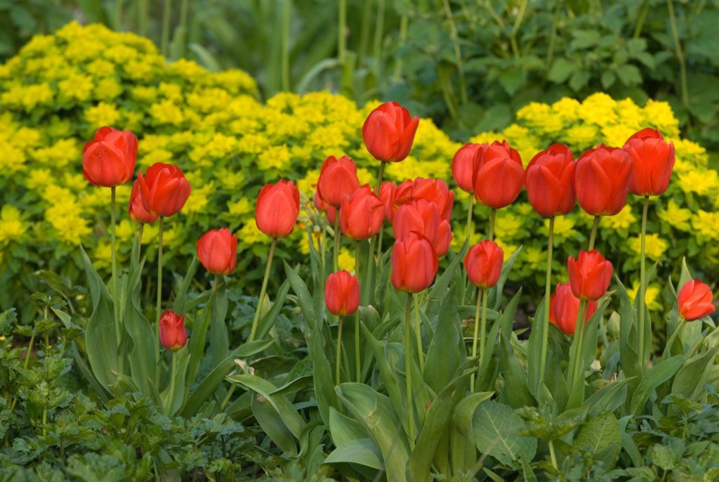 Apeldoorn Tulips