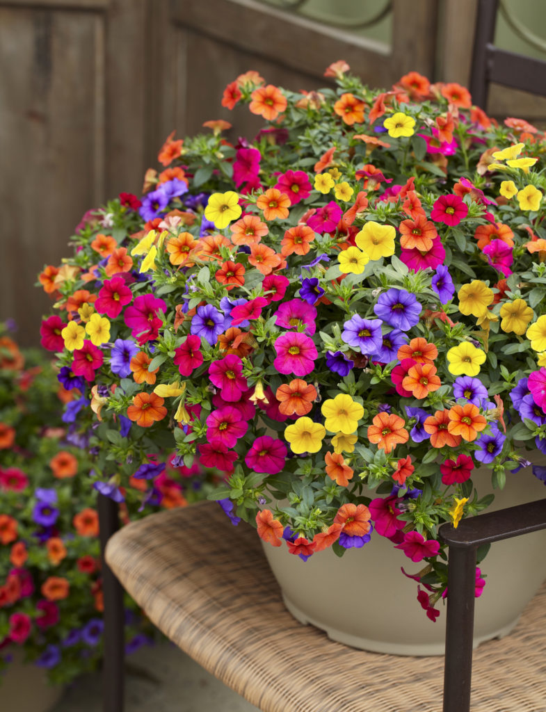 Calibrachoa mix