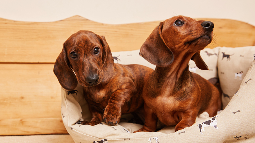 2 dachshund puppies in a pet bed