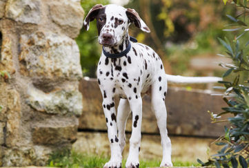 Dalmatian puppy standing in a garden