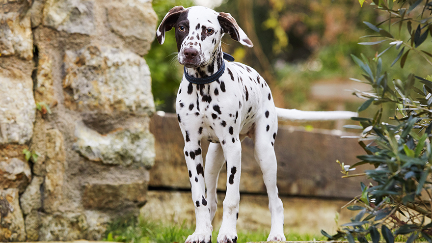 Dalmatian puppy standing in a garden