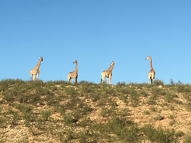 4 Giraffes on the Kalahari sand dunes