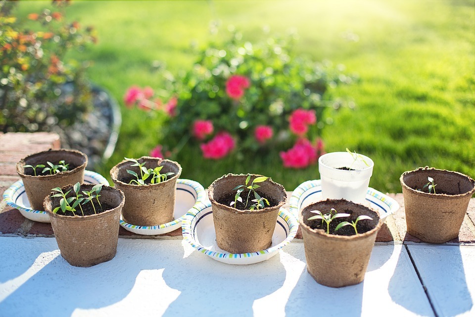 Seedlings in plant pots