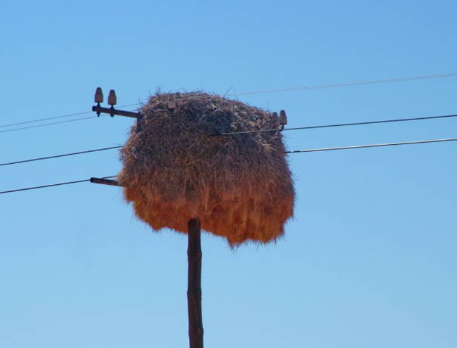 sociable weaver birds nest