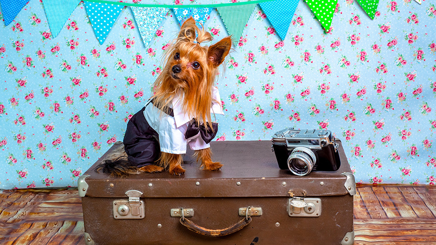 Dog in costume sitting on suitcase