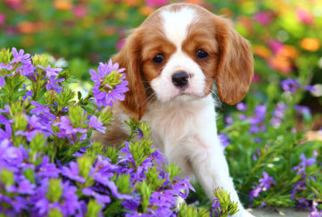 An adorable puppy sits in a bright, colorful garden setting.