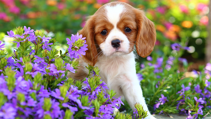An adorable puppy sits in a bright, colorful garden setting.