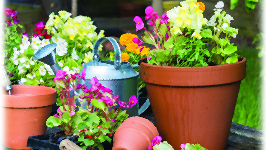 pretty plant pots