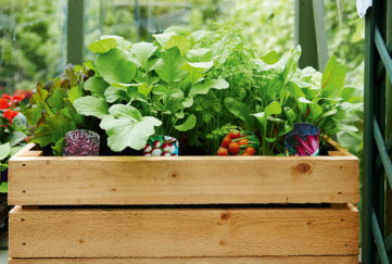 Wooden crate containing pots of healthy growing salad leaves