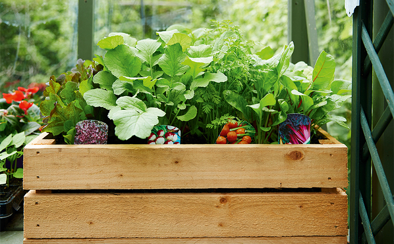 Wooden crate containing pots of healthy growing salad leaves