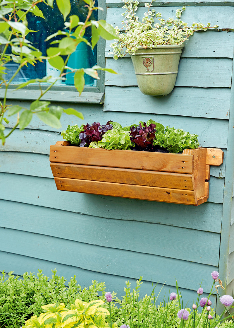Wooden trough containing lettuce plants screwed to wall