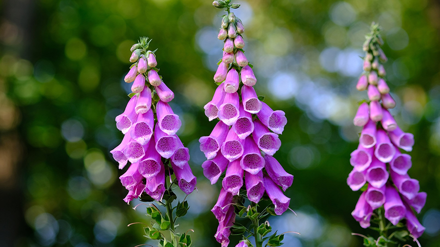 Foxglove main deadly plants x