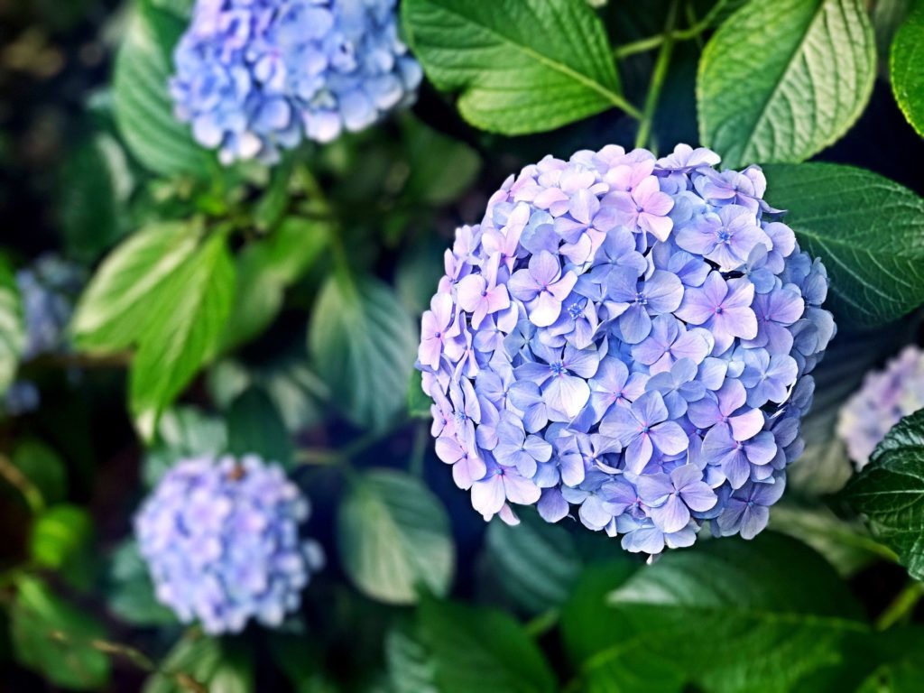 Enjoy your garden. Hydrangea bush with purplish blue clusters of flowers