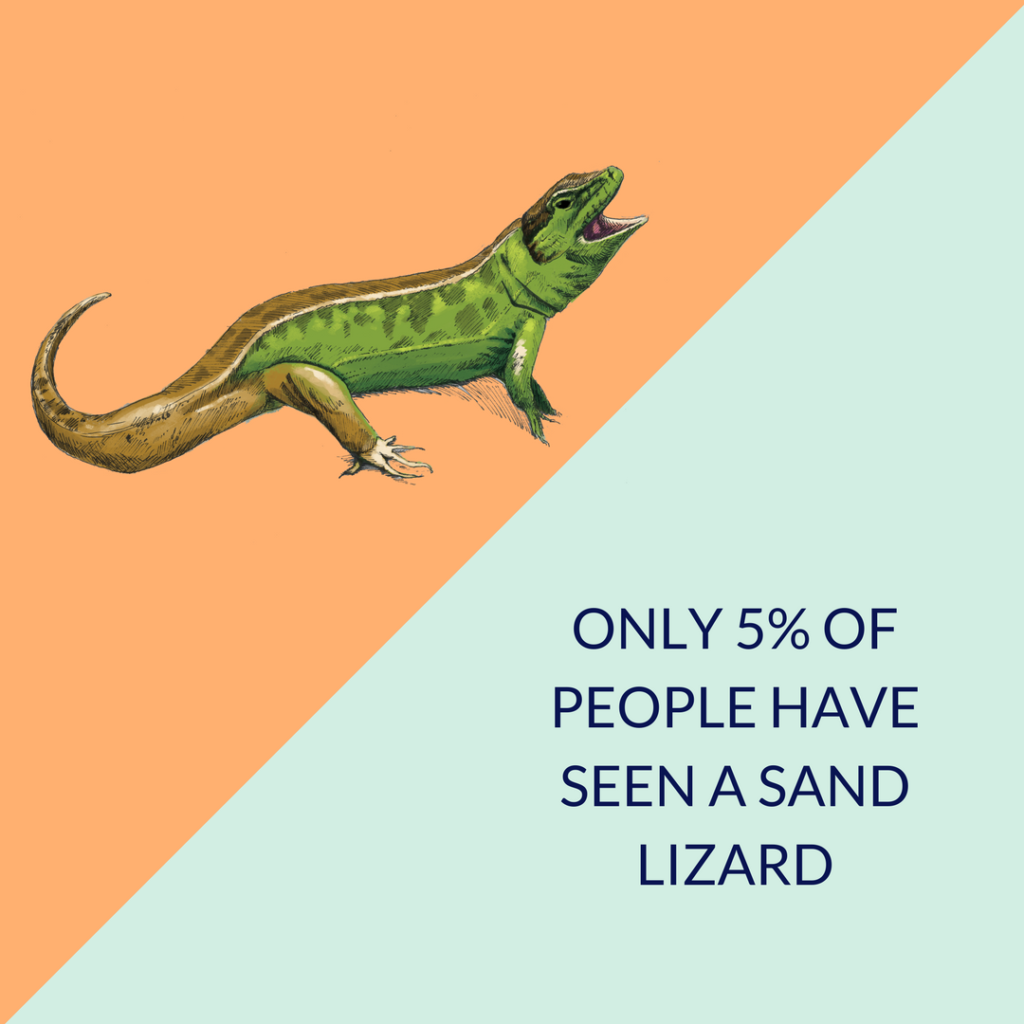 Illustration of a sand lizard