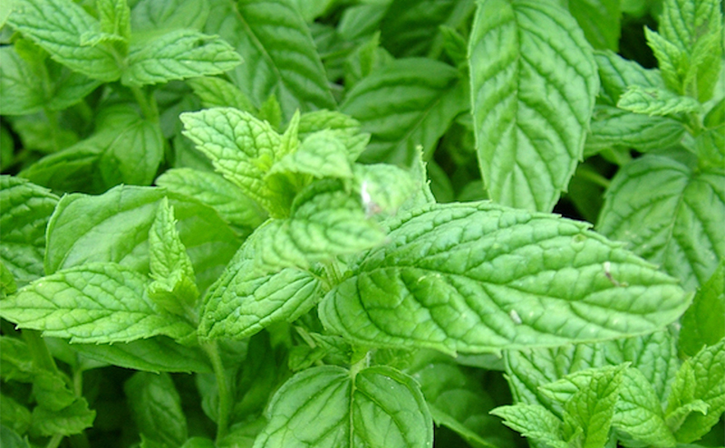 Close up shot of mint leaves