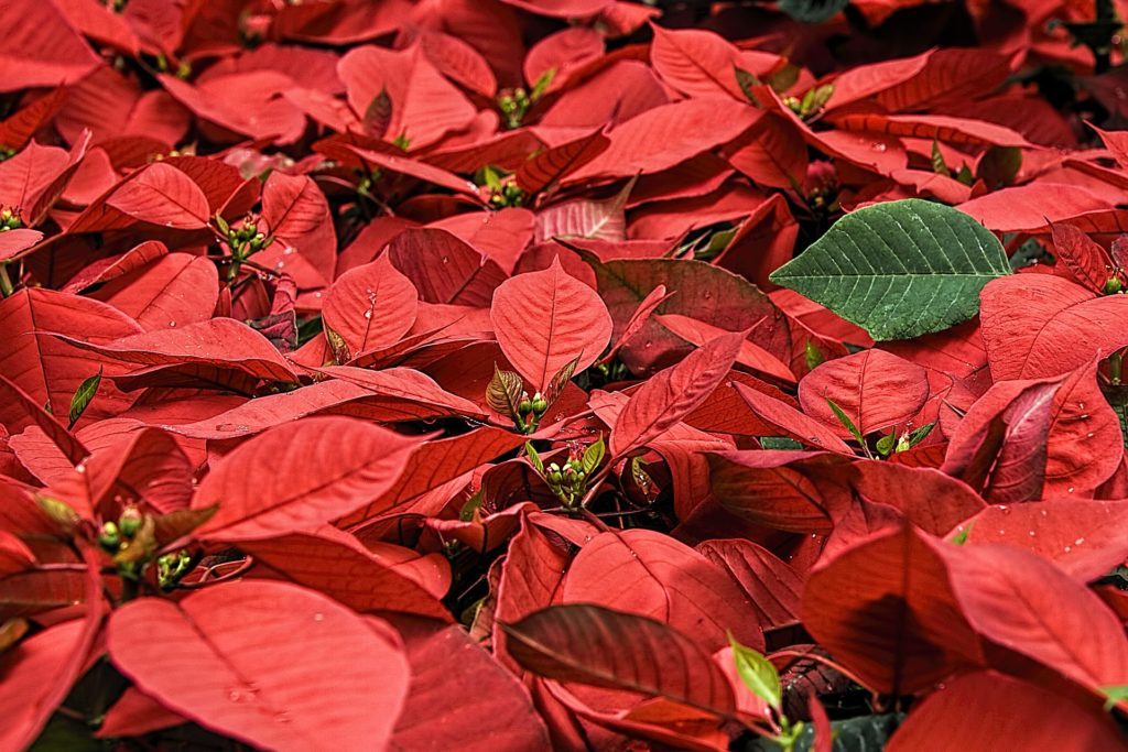 Poinsettia