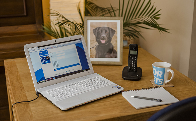 Laptop on desk showing Blue Cross website, framed photo of black labrador behind