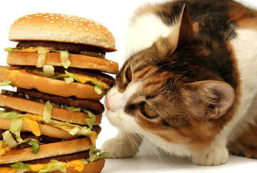 cat with burgers