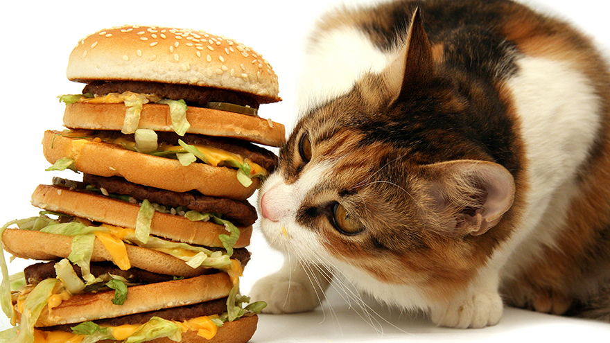 cat with burgers