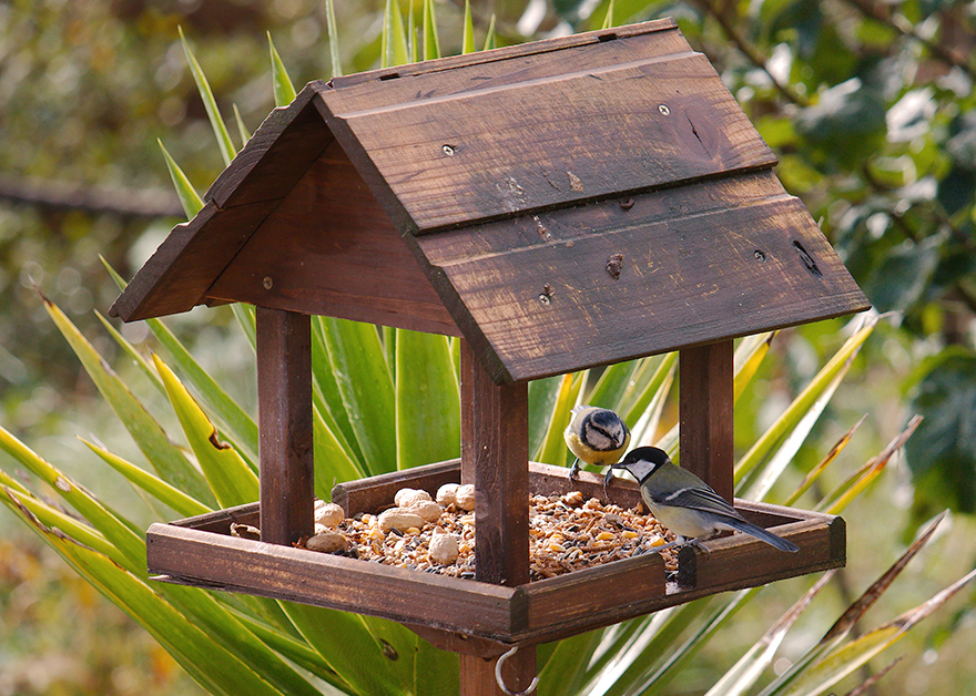Two garden birds; blue tit and coal tit feeding from a bird table. Pic: Istockphoto