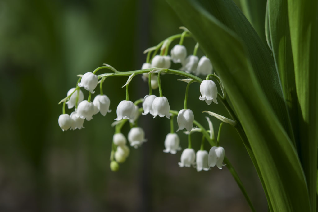 Lily of the valley (Convallaria majalis) is a sweetly scented, highly poisonous woodland flowering plant that is native throughout the cool temperate Northern Hemisphere in Asia, and Europe.