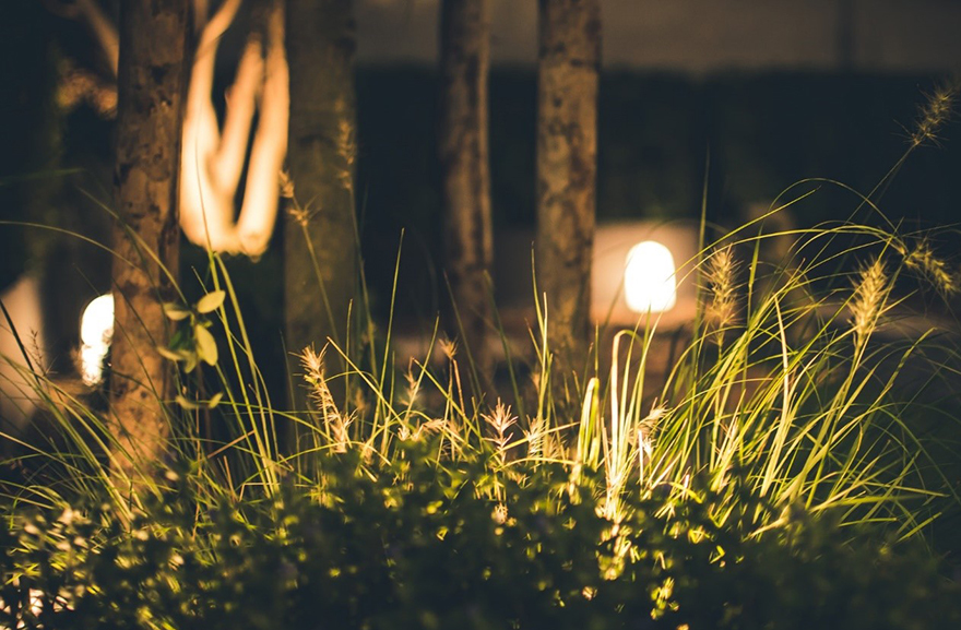 A garden lit up at night