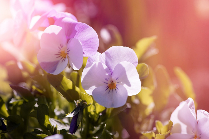 Relaxing pink flowers in a garden