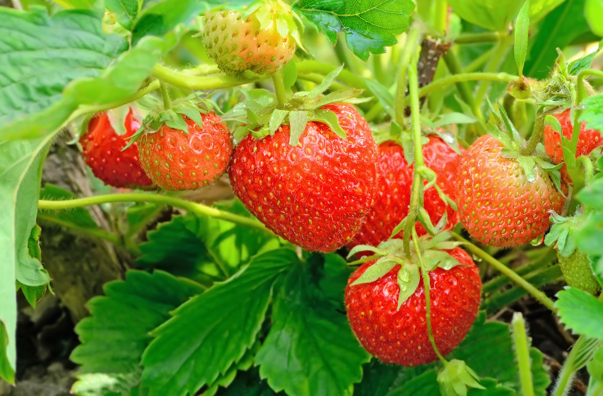 Ripe strawberries ready to be picked