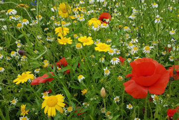 Annual meadow at Higham