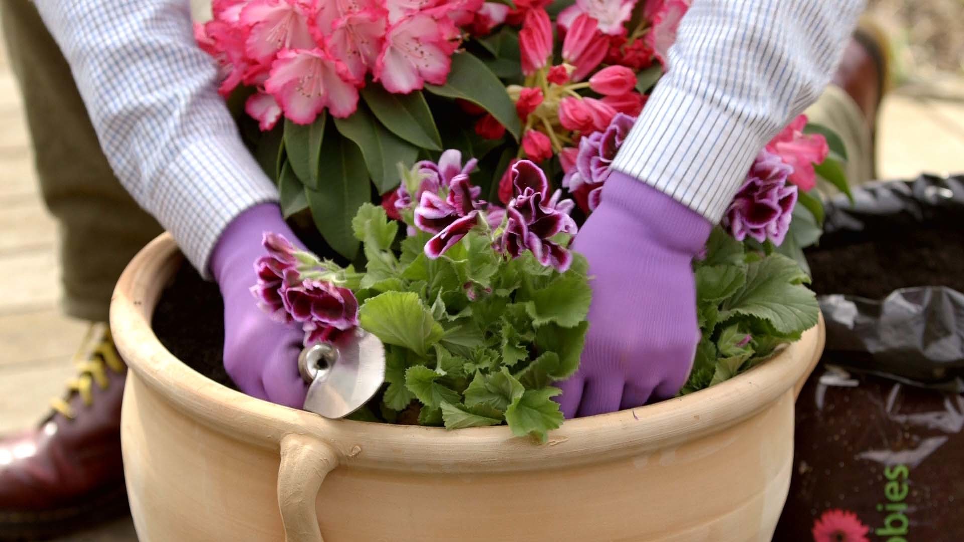 Hands planting plant in plant pot