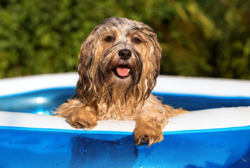 Happy wet havanese dog in an inflatable pool
