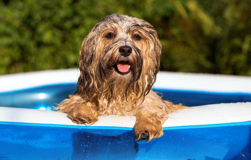 Happy wet havanese dog in an inflatable pool