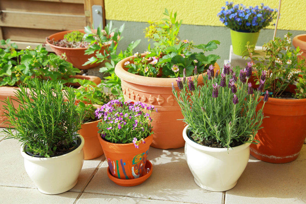 Plant pots in the shade