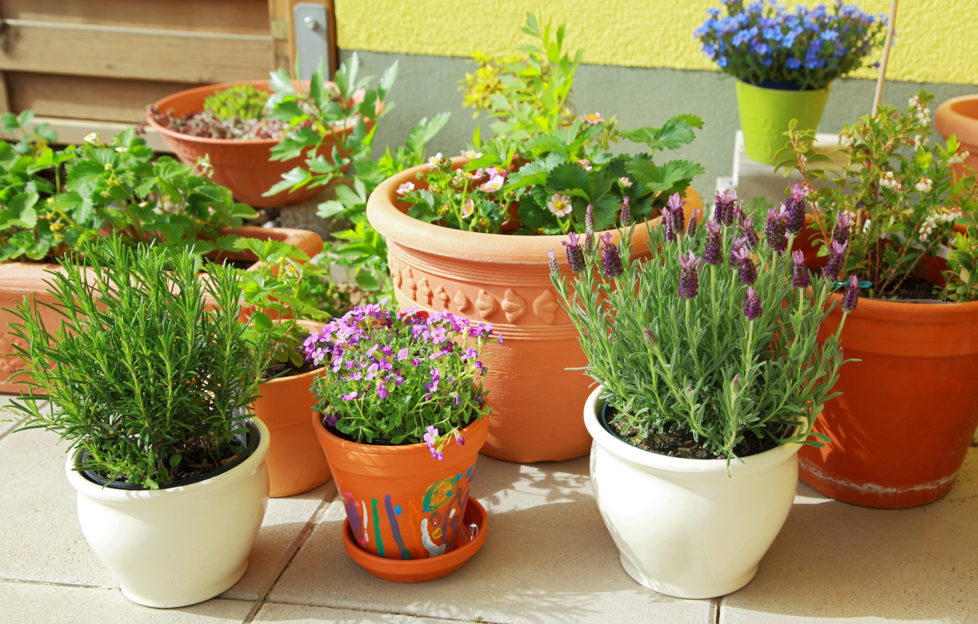 Plant pots in the shade