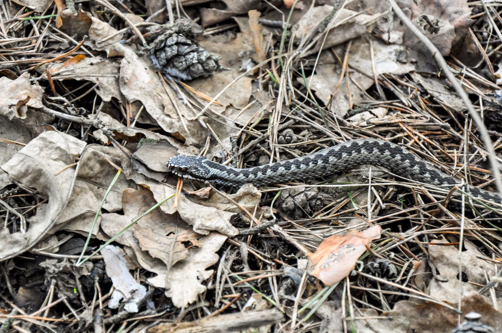 Snake on dry grass in the early spring forest