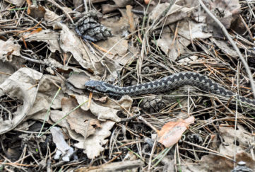 Snake on dry grass in the early spring forest