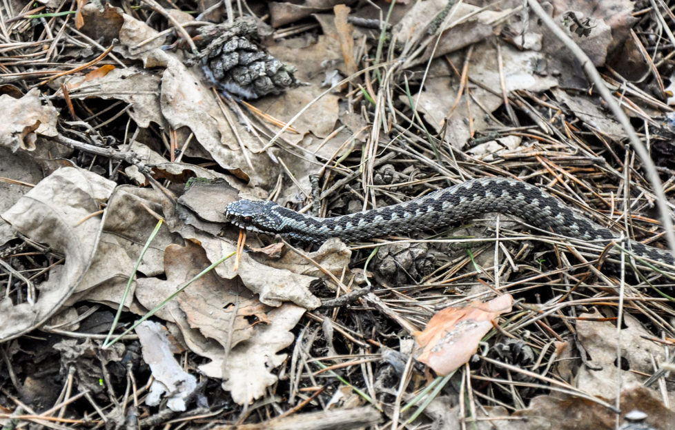 Snake on dry grass in the early spring forest